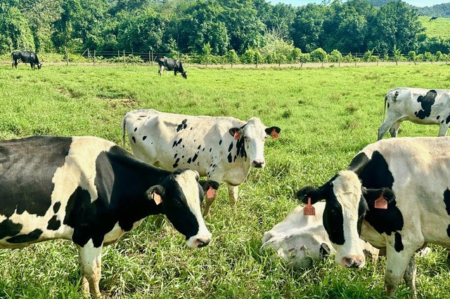 Vaquería Tres Monjitas - Vacas pastando en la finca en Cidra. Tres Monjitas anuncia una inversión millonaria para el fortalecimiento de la industria lechera en Puerto Rico.